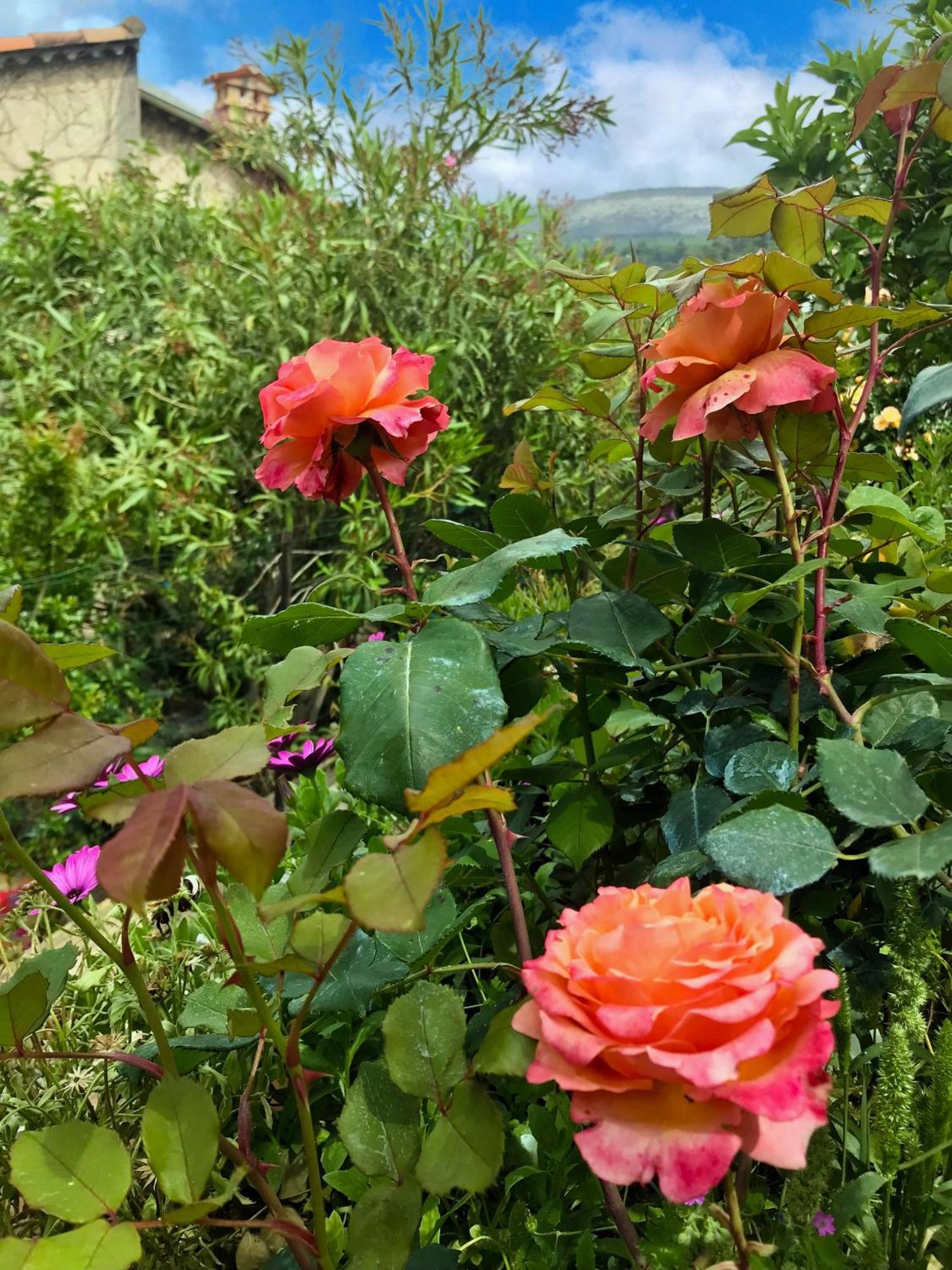 La Thebaide Bed & Breakfast Grasse Bagian luar foto